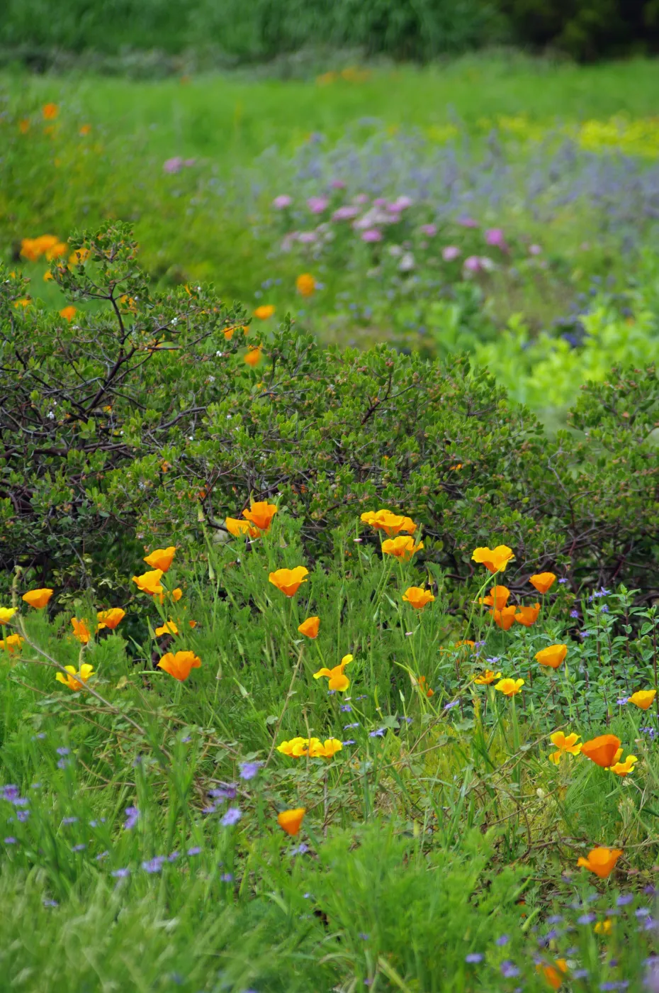 wildflowers and manzanita, Santa Barbara Botanic Garden, March 2011, © Gary Margeson