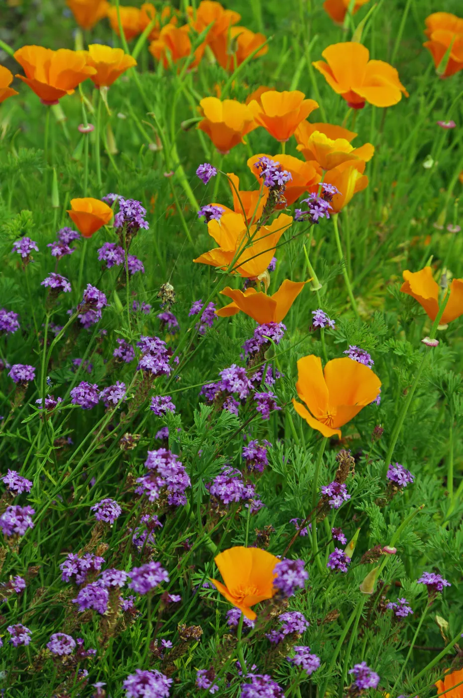 California poppies with Verbena lilacina, Santa Barbara Botanic Garden, March 2011, © Gary Margeson