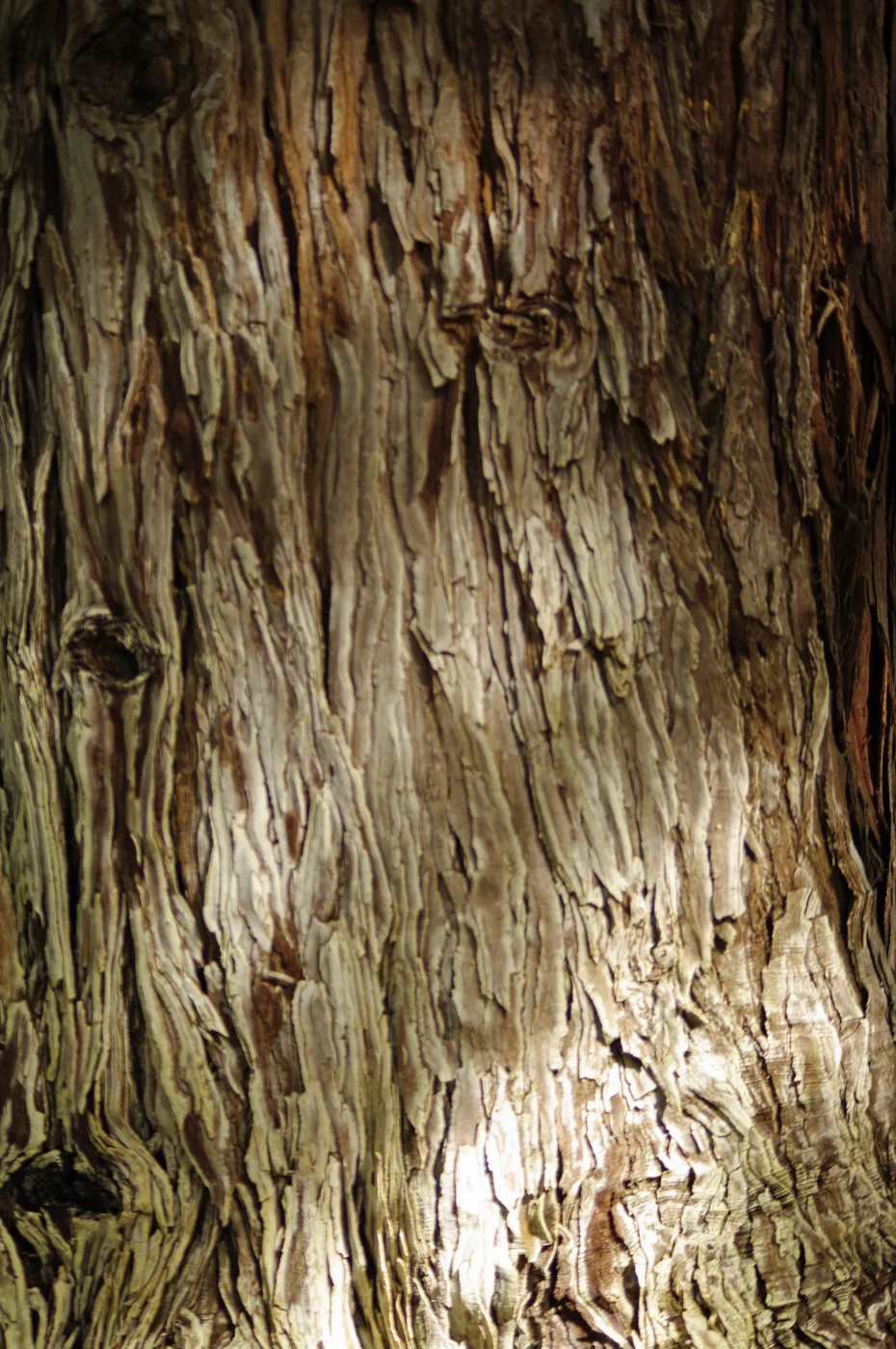 tree trunk, bark, Santa Barbara Botanic Garden, March 2011, © Gary Margeson
