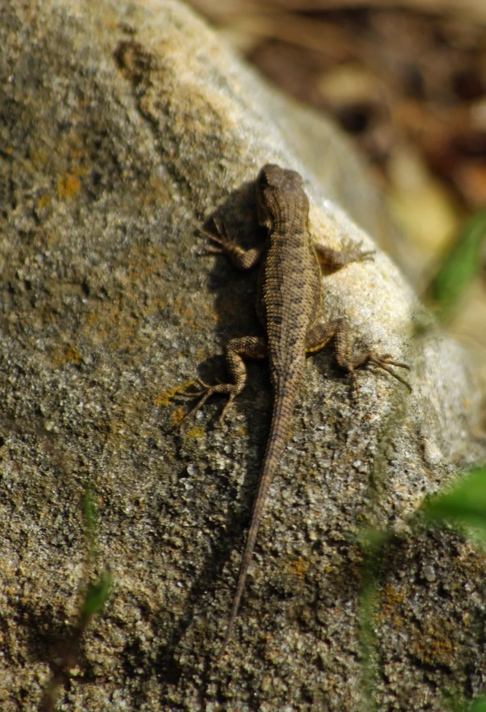 lizard on rock, Santa Barbara Botanic Garden, March 2011, © Gary Margeson