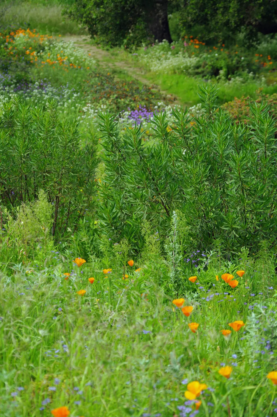 lush green foliage with delicate wildflowers, Santa Barbara Botanic Garden, March 2011, © Gary Margeson