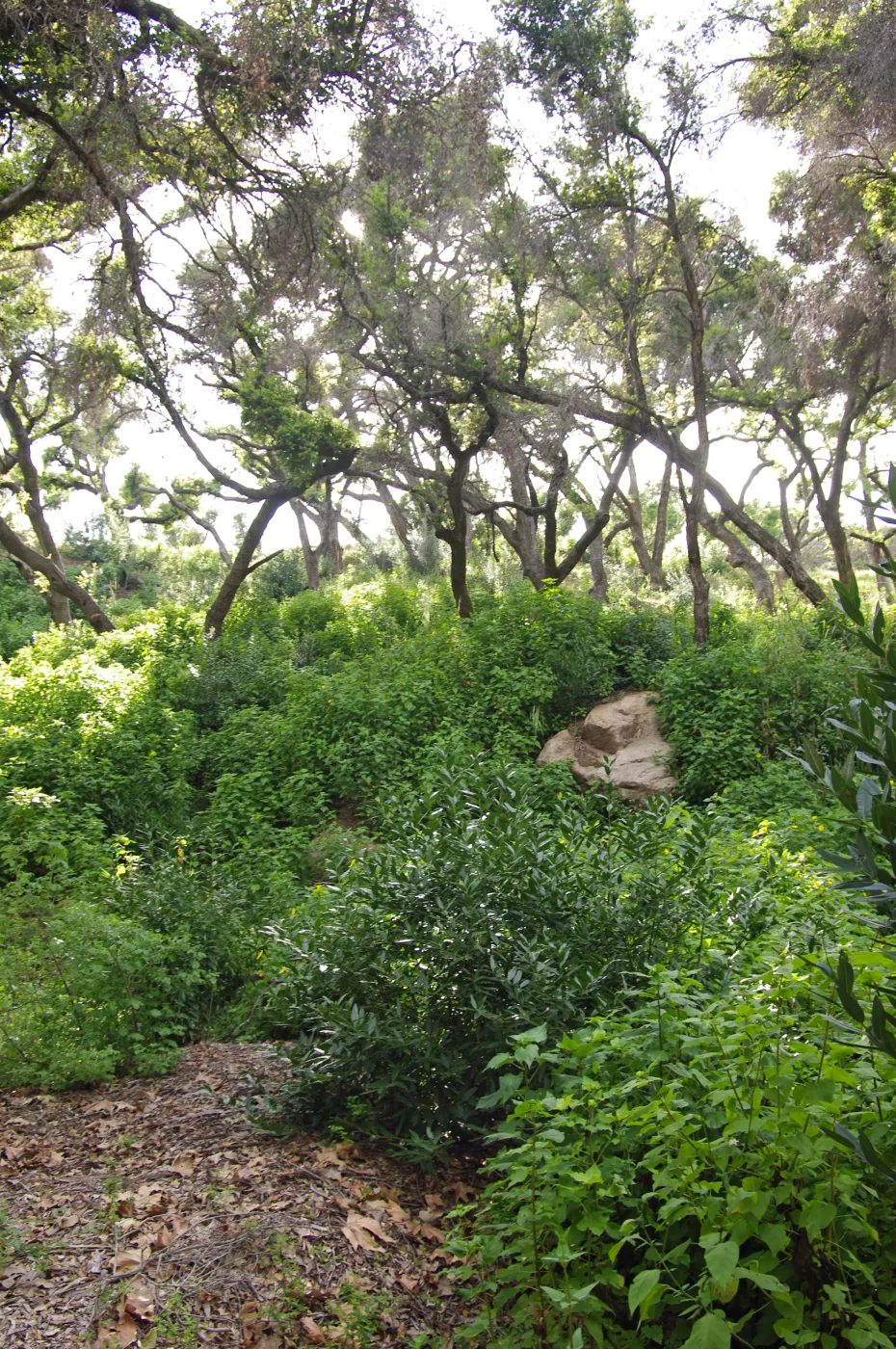 Santa Barbara Botanic Garden, March 2011, © Gary Margeson