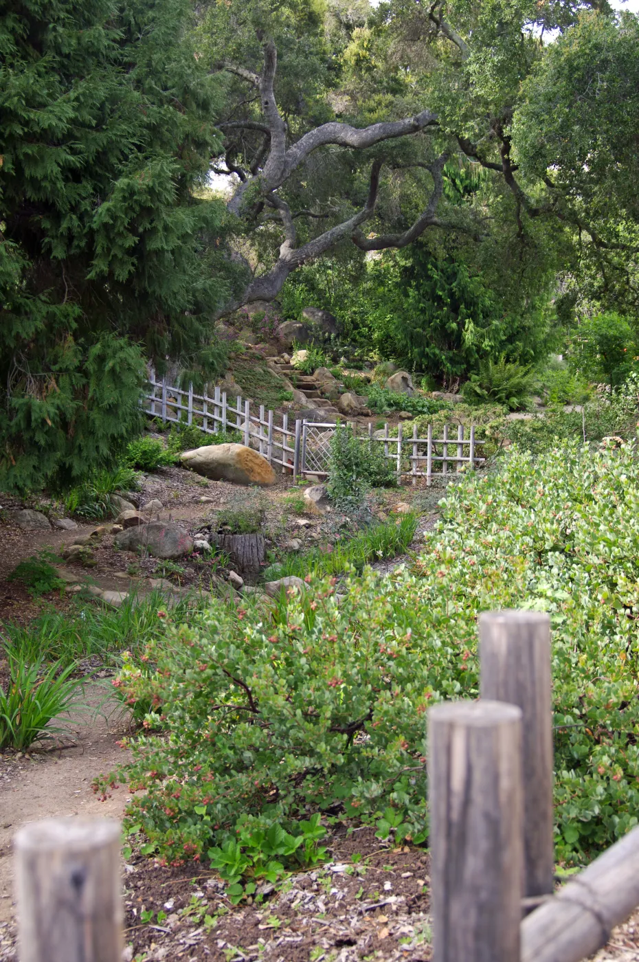 Tea House Garden, Santa Barbara Botanic Garden, March 2011, © Gary Margeson