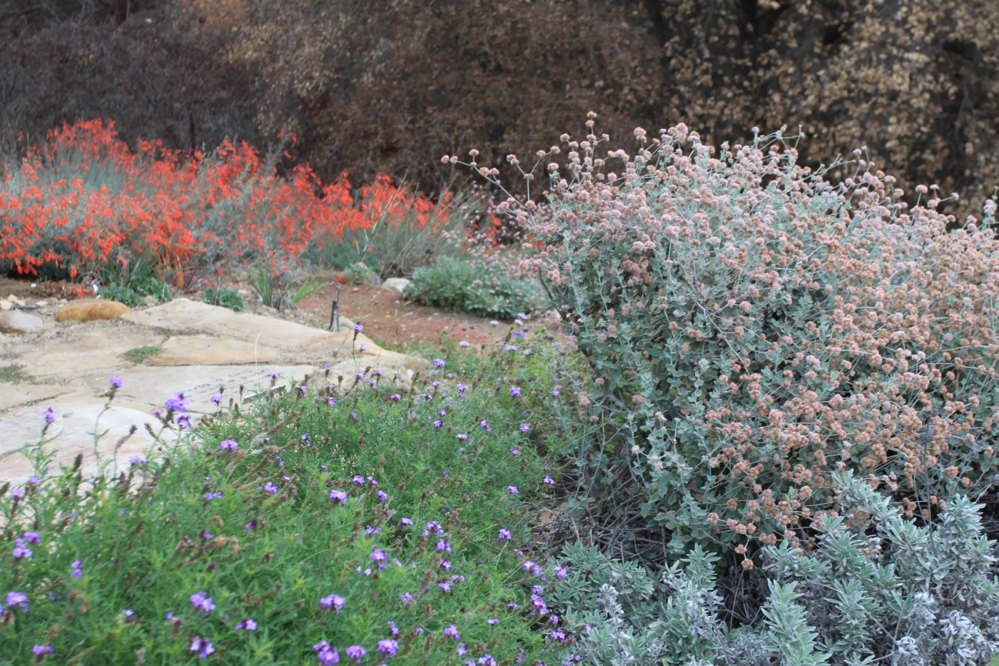 wildflower display in the Garden, Art from Ashes event, SBBG