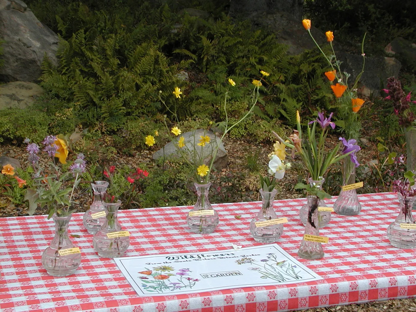 wildflower display table, SBBG Egg Hunt, 2002