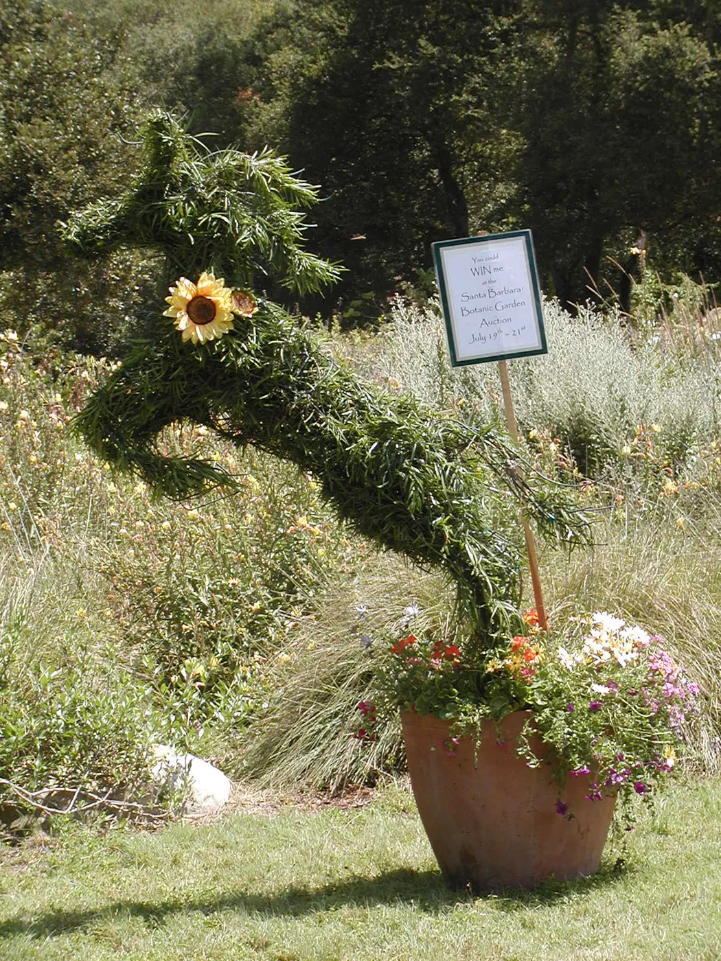 topiary, SBBG Auction item, in the Meadow