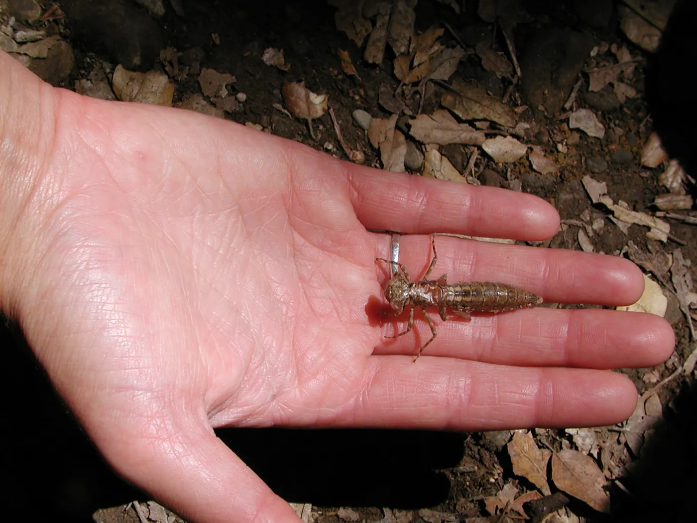 dragonfly larvae, SBBG Summer Nature Camp, 2002