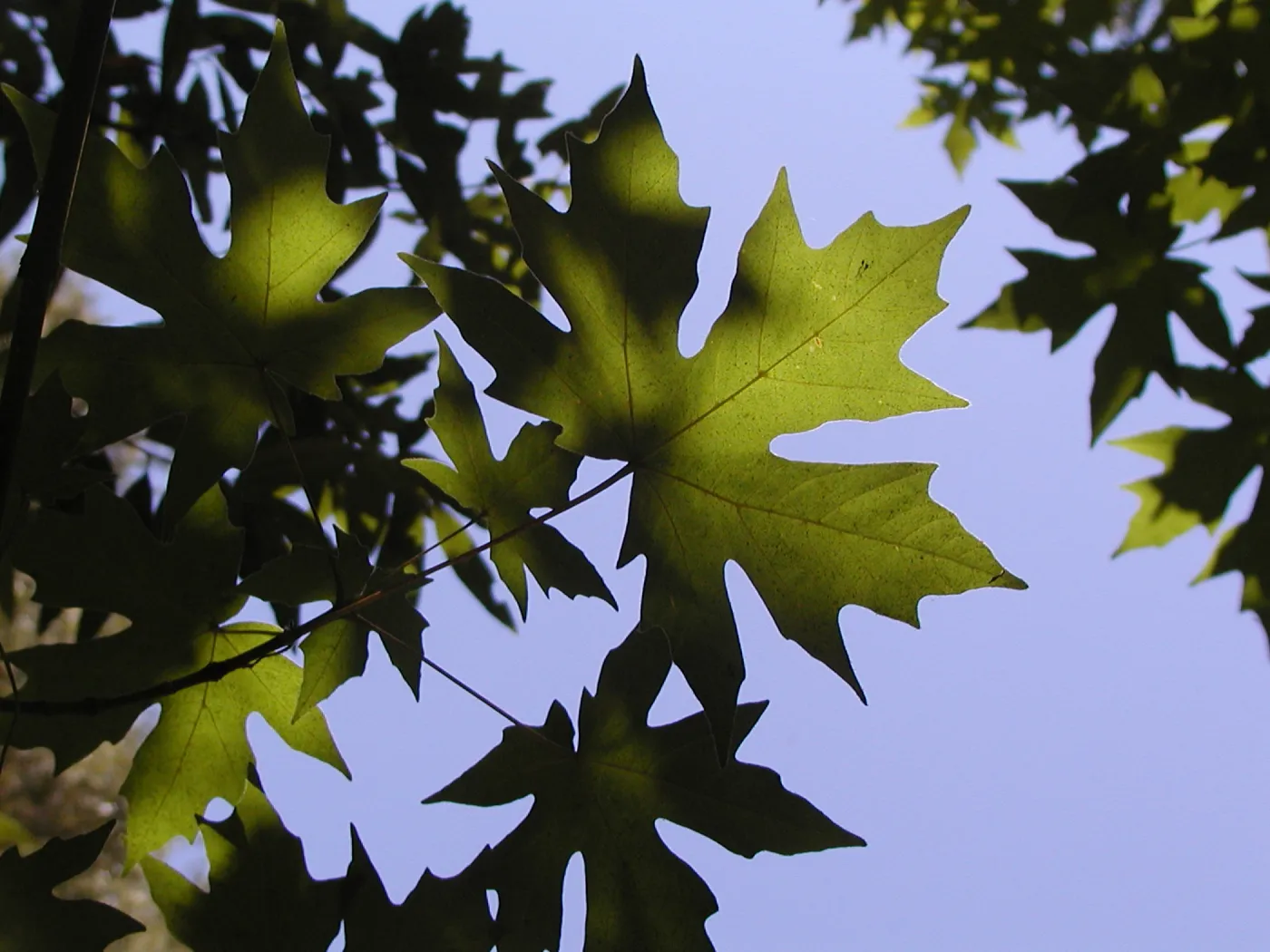 Sycamore leaves