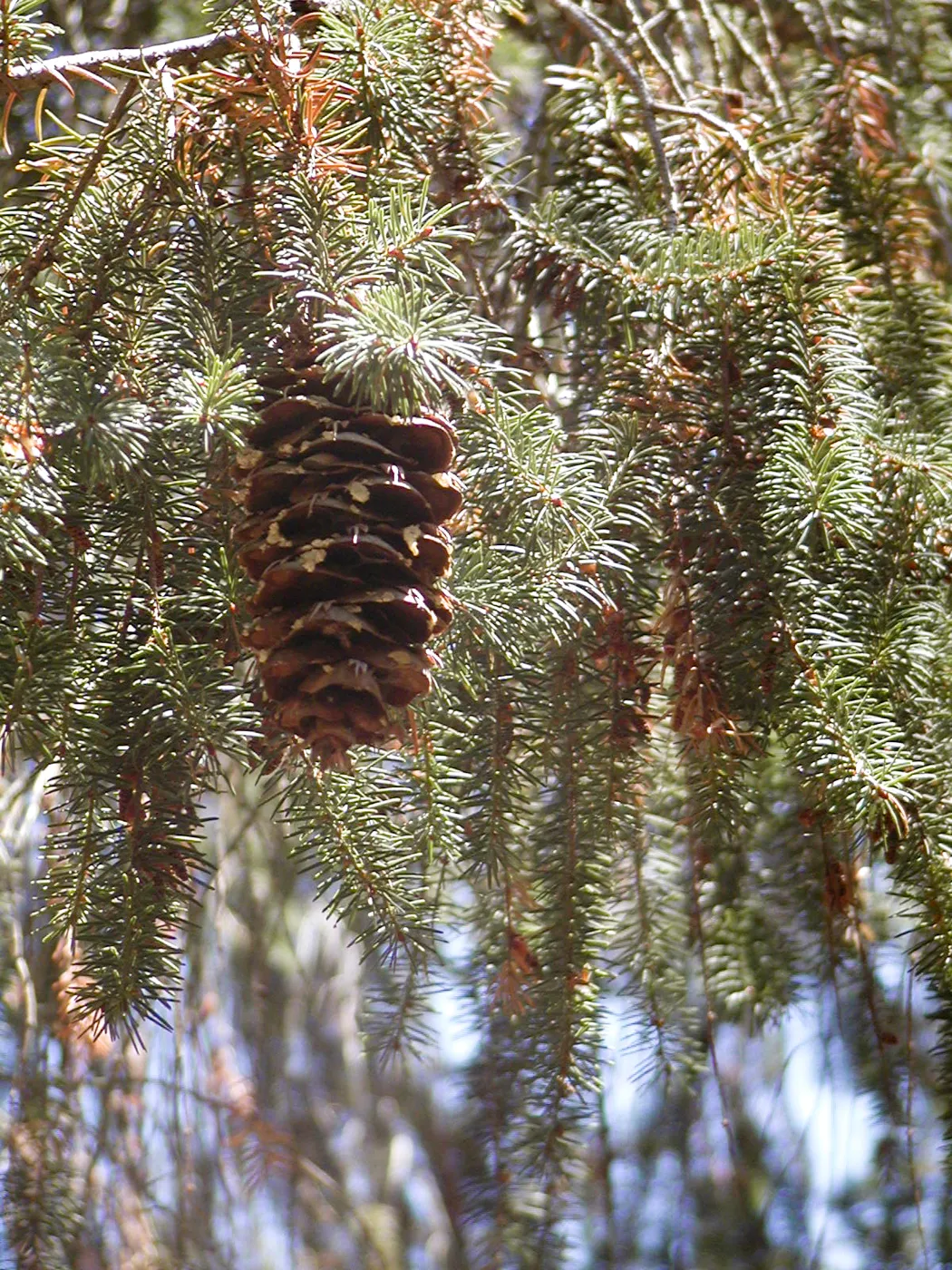 douglas fir foliage and cone
