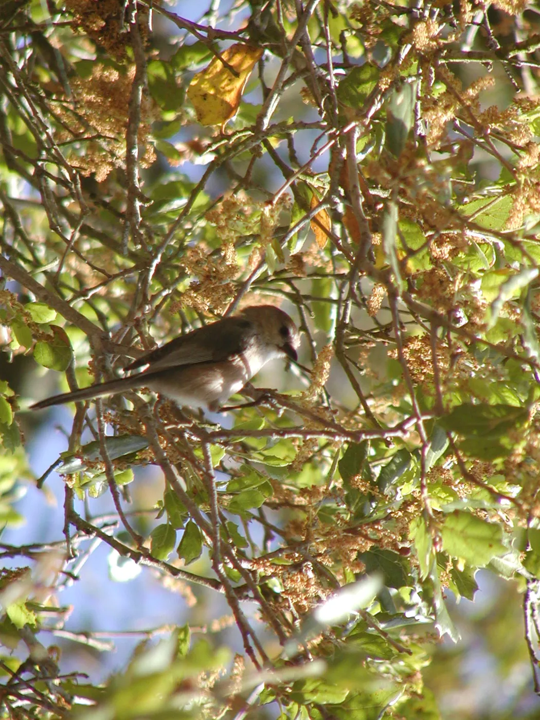 oak titmouse, bird in flowering oak tree, SBBG