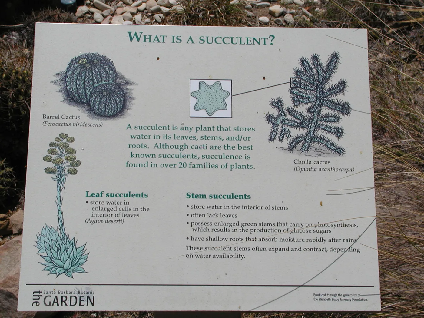 What is a Succulent?, sign, SBBG Desert Section