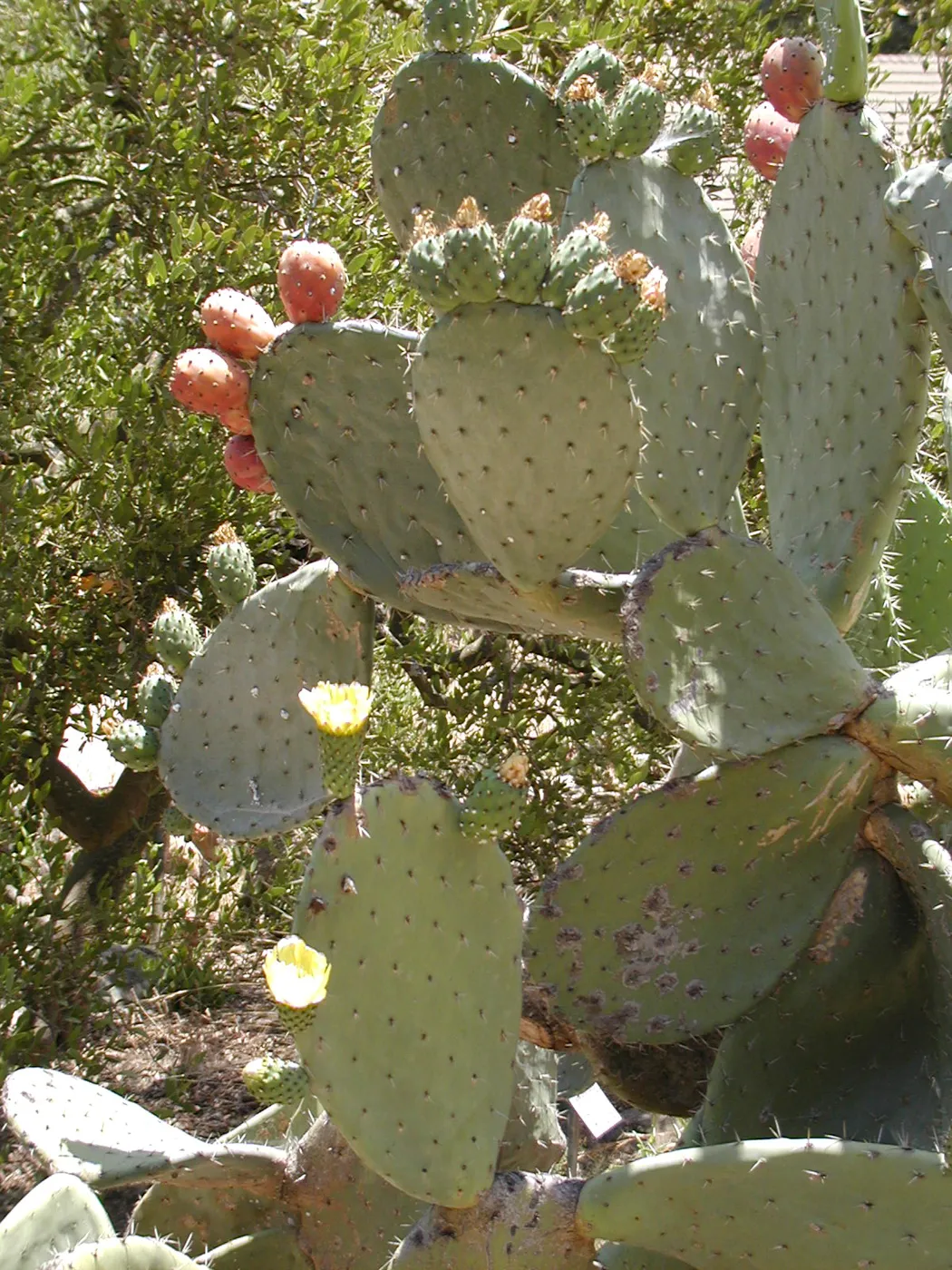 Cactus, SBBG