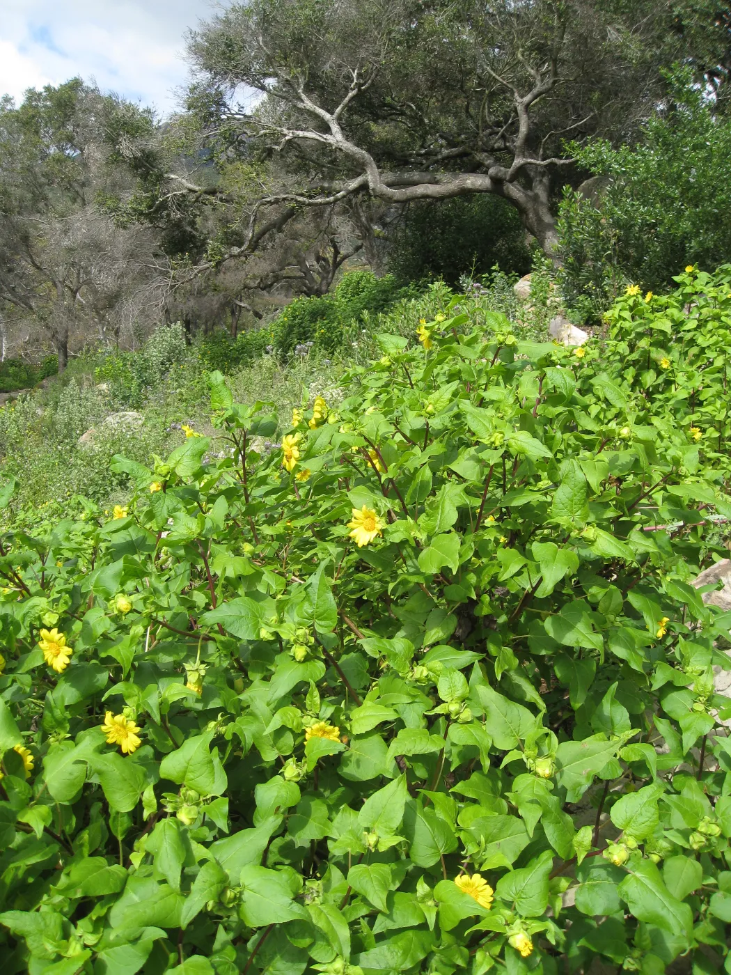 Canyon sunflower along the Campbell trail