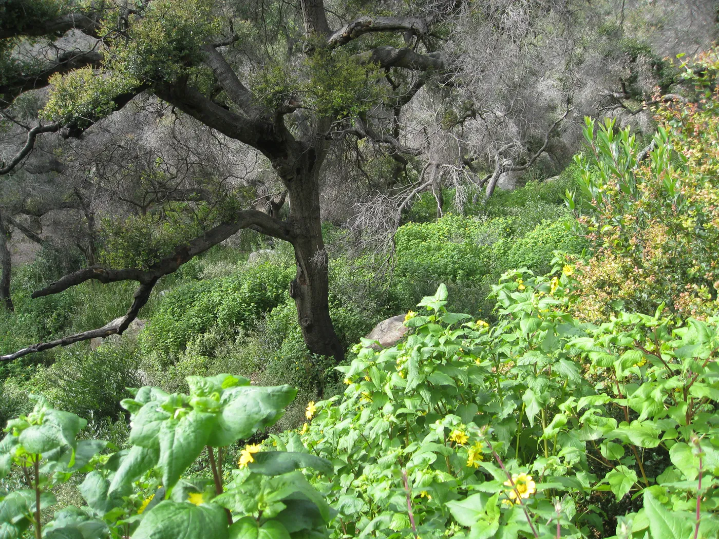 Canyon sunflower masses in the canyon two years after Jesusita Fire