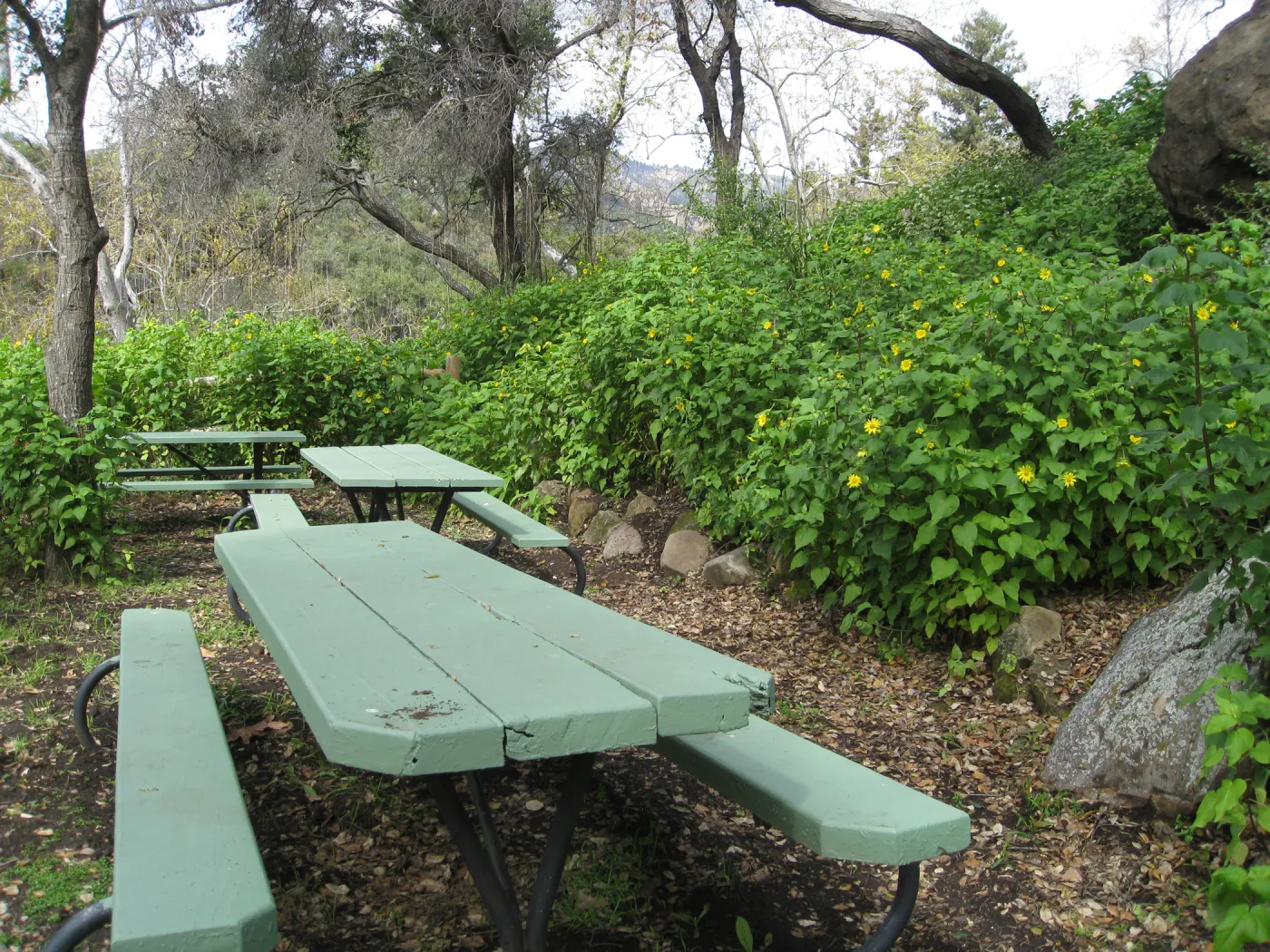 Canyon sunflower at the picnic area