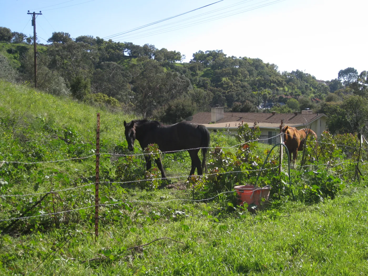 Neighbor horses grazing on Garden property at Cavalli site