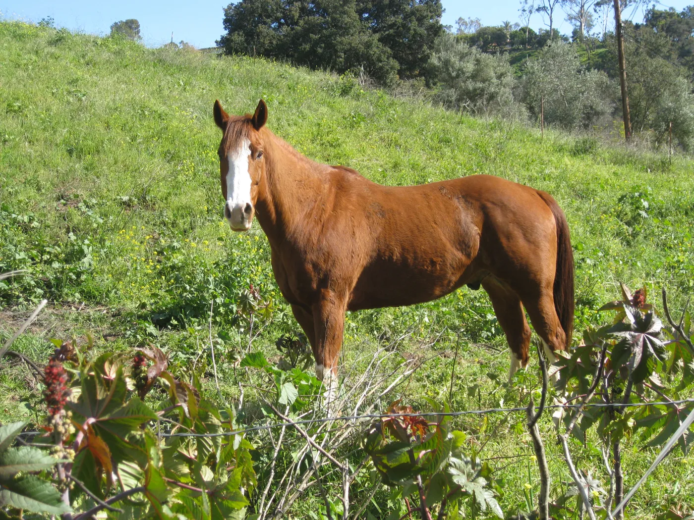 Neighbor horses grazing on Garden property at Cavalli site