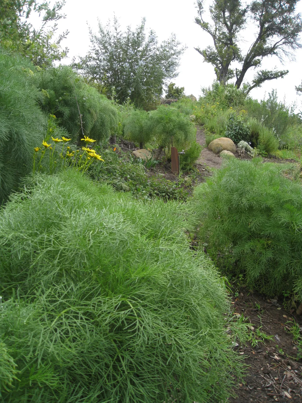 Coreopsis gigantea on Porter Trail