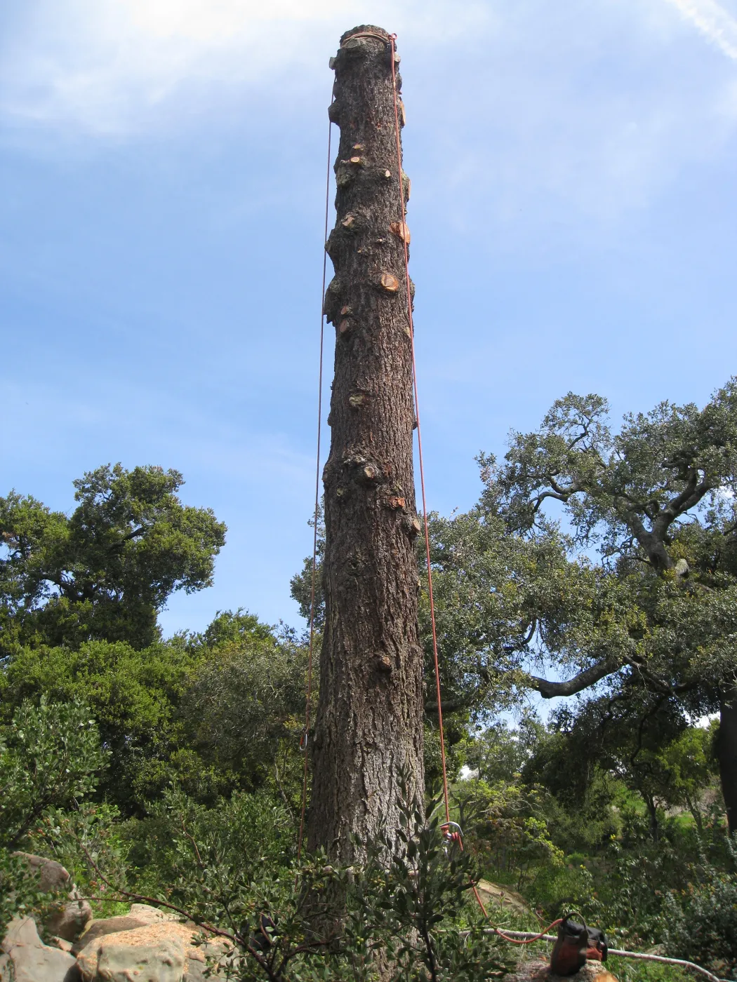 Removal of bigcone spruce in the Manzanita Section