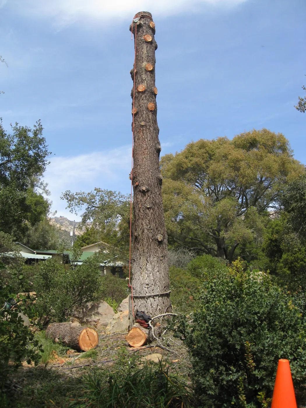 Removal of bigcone spruce in the Manzanita Section