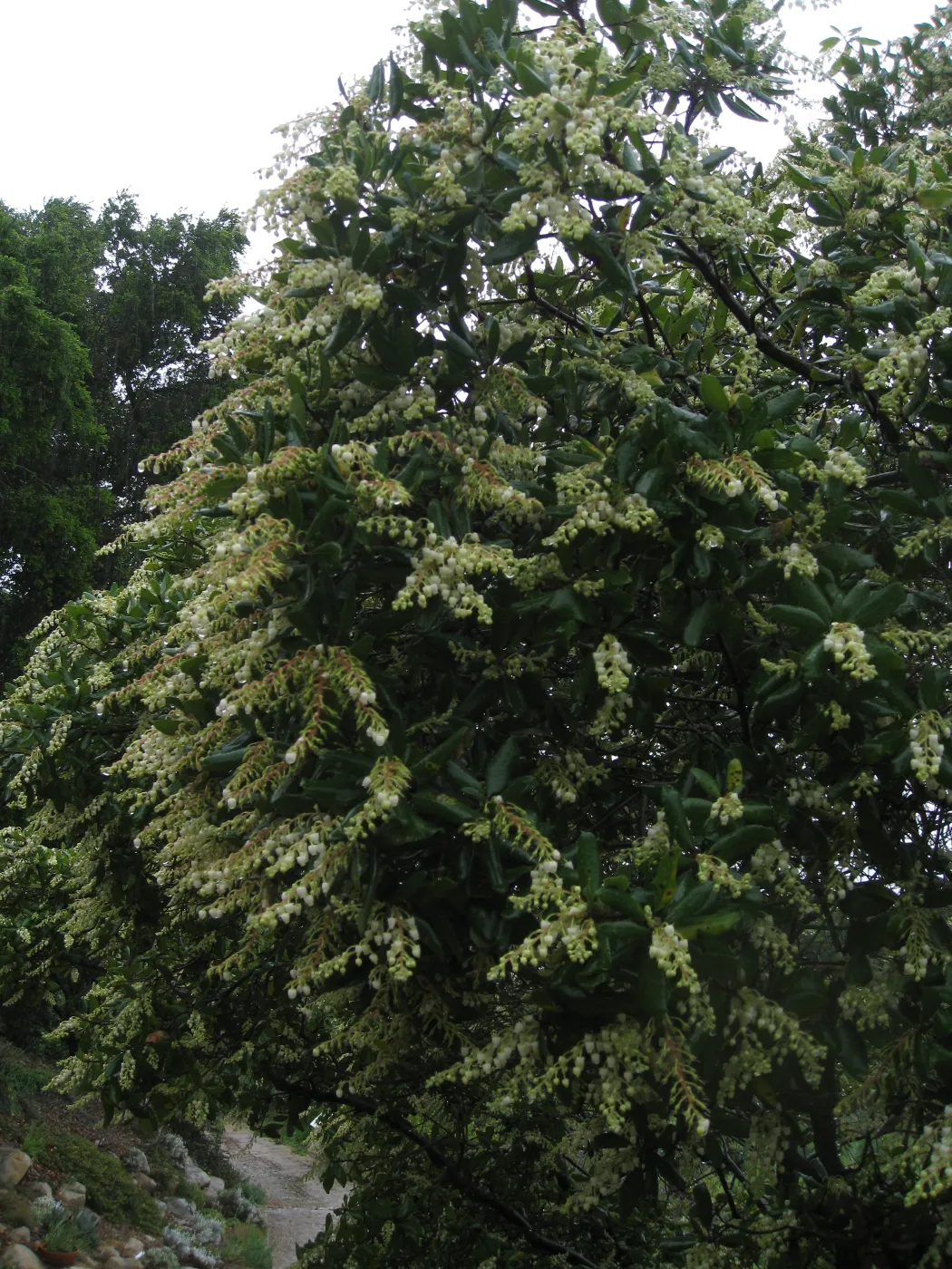 Comarostaphylis diversifolia in the Meadow border