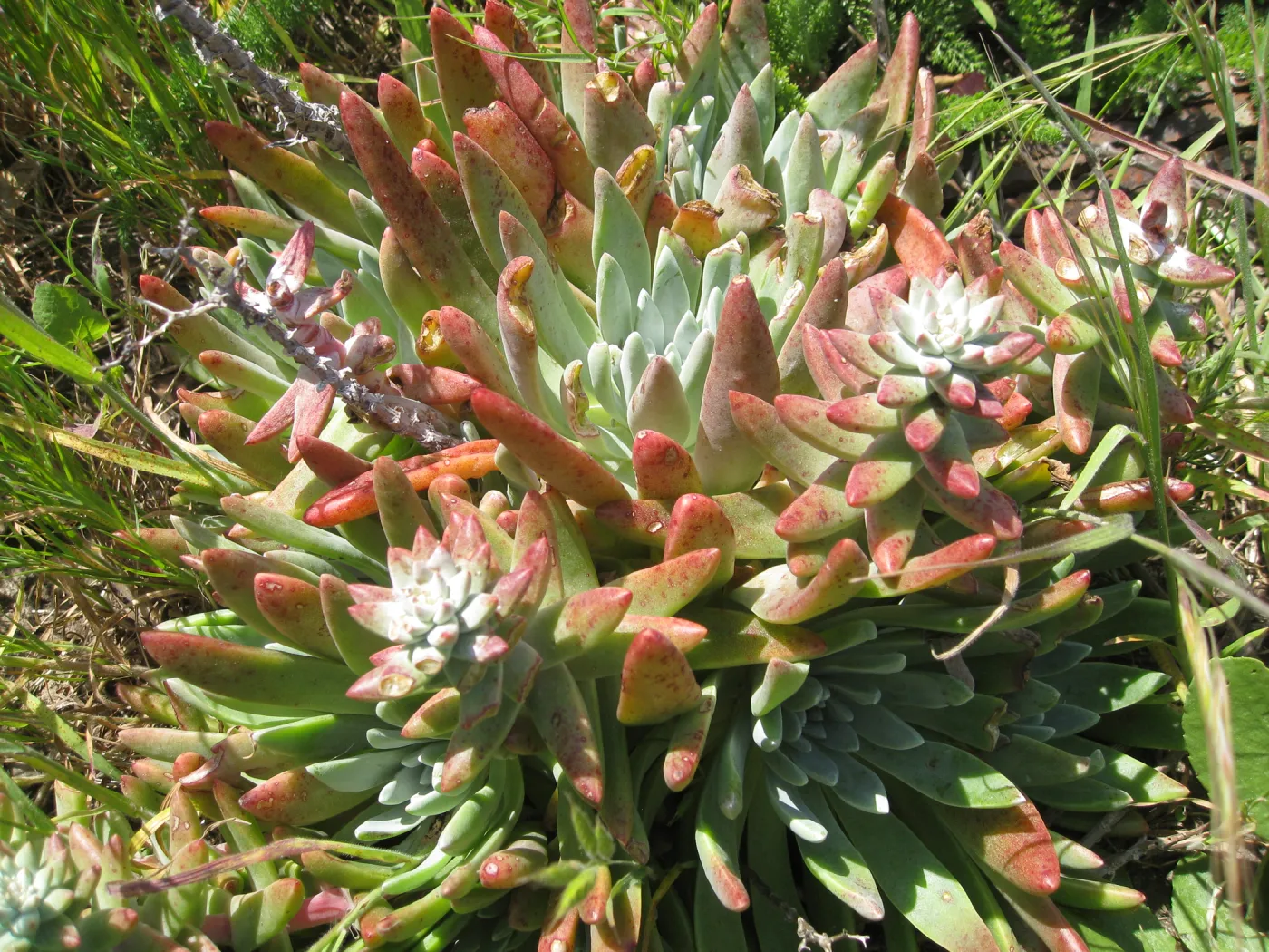 Anacapa Island
