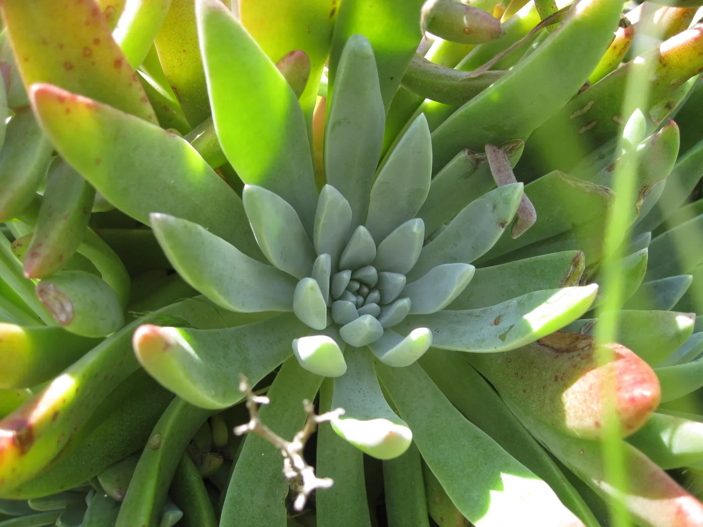 Anacapa Island, Dudleya caespitosa