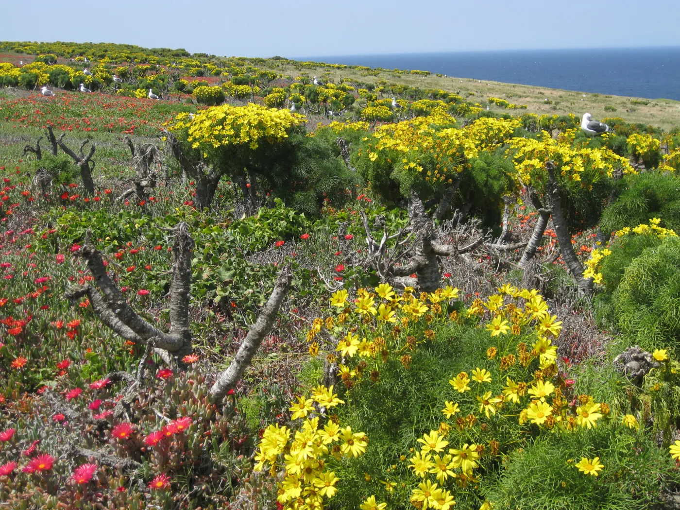 Anacapa Island, Coreopsis gigantea, Carpobrotus, Western Gulls
