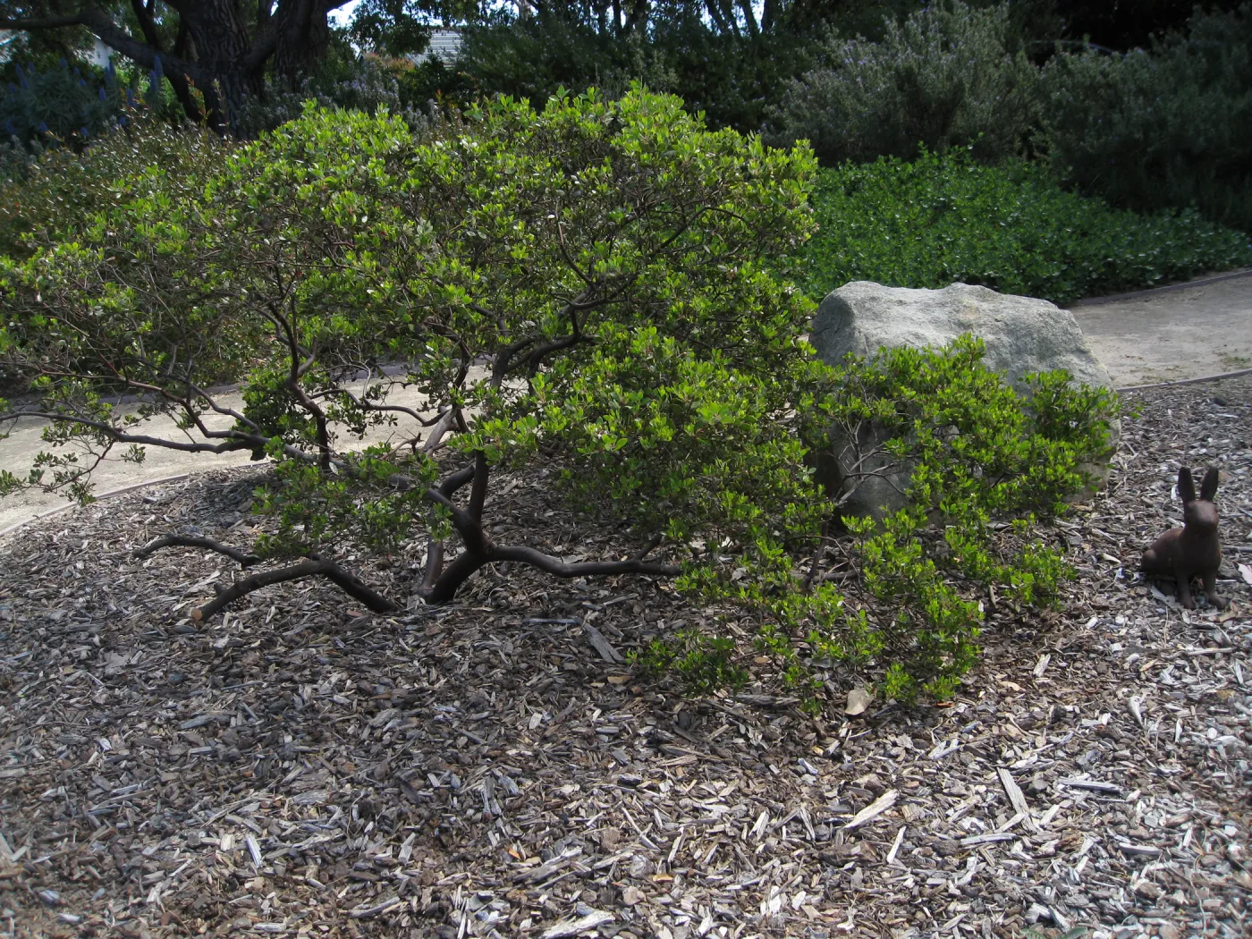 Kolstad Garden, Arctostaphylos cv Howard McMinn