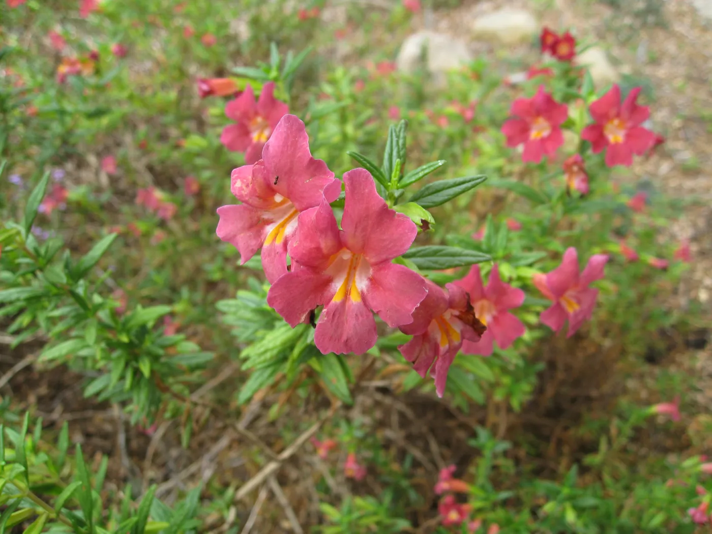 Mimulus cv. Trish in Ground Cover display