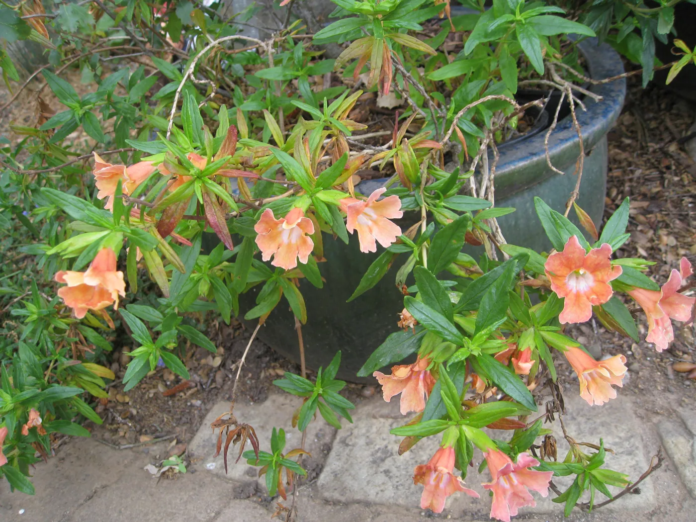 Mimulus cv. Sunset in pot at entrance