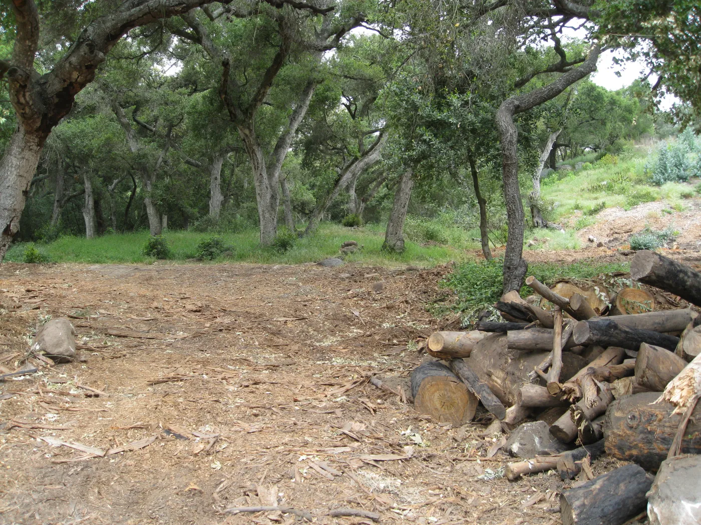 Van Schaick property after Eucalyptus log removal