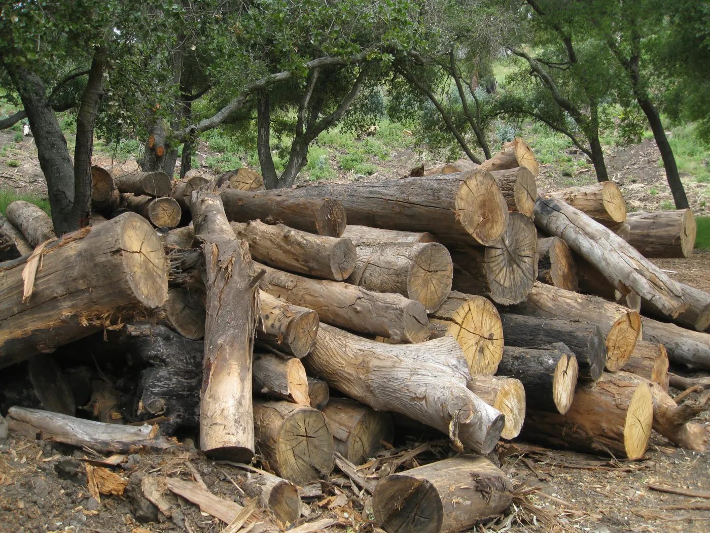 Van Schack property after Eucalyptus log removal