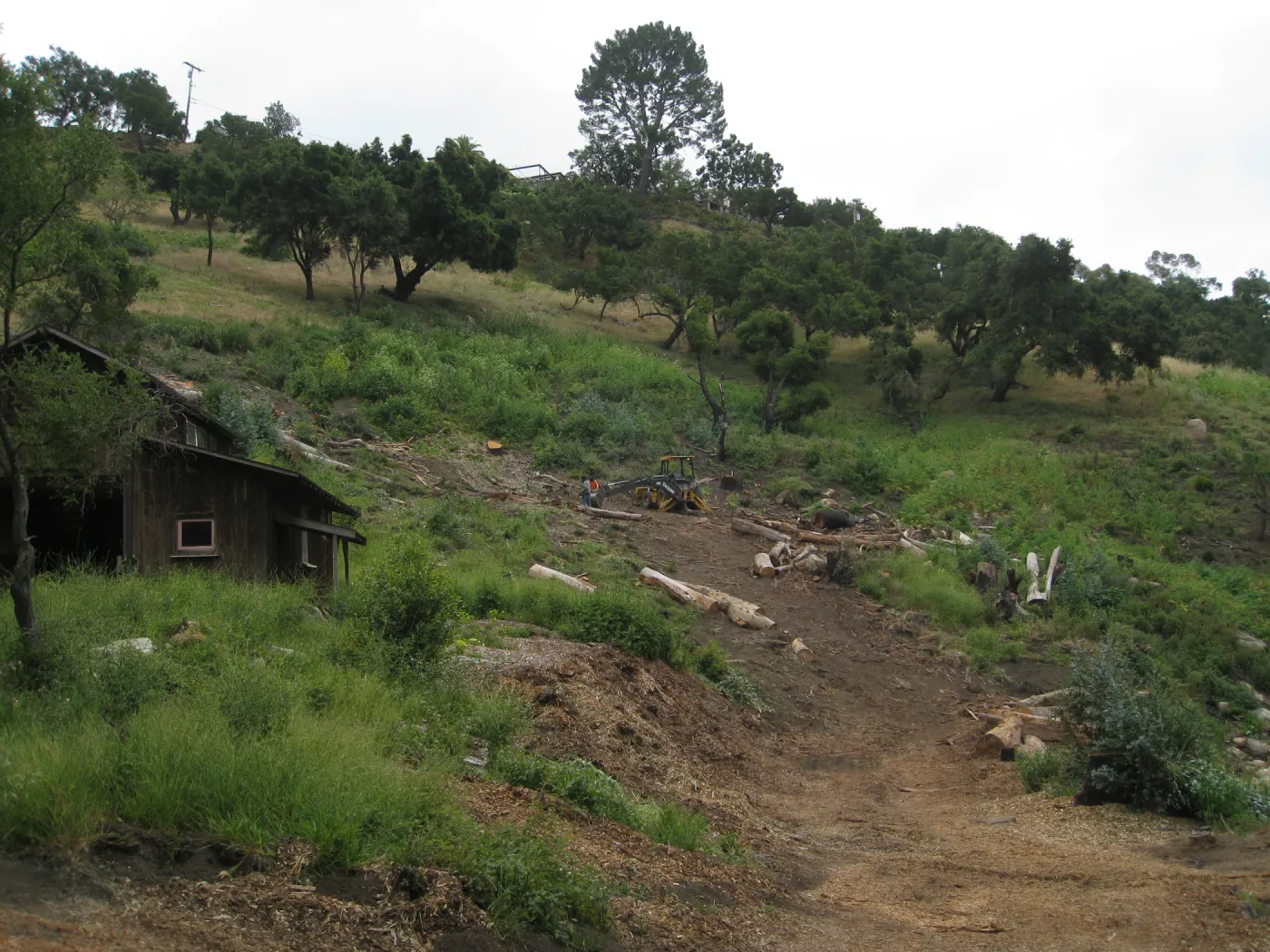 Van Schack property after Eucalyptus log removal