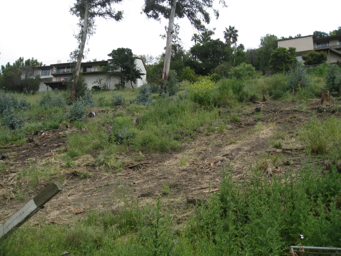 Van Schack property after Eucalyptus log removal