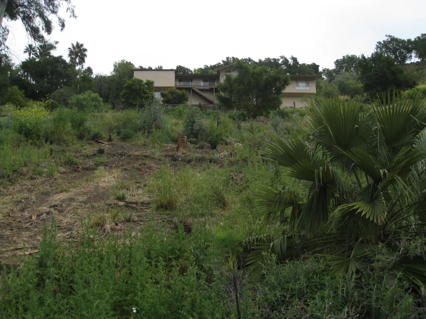 Van Schack property after Eucalyptus log removal