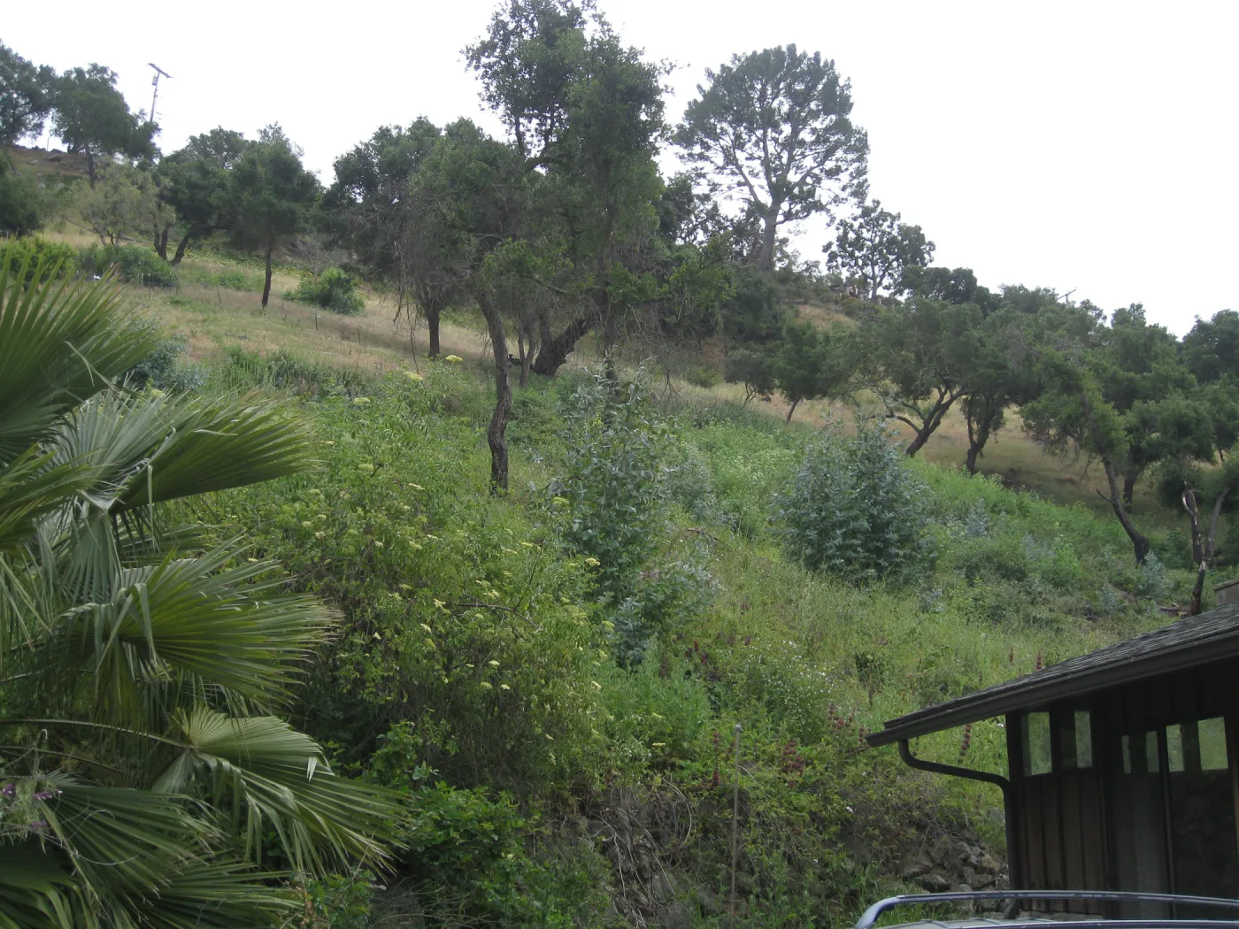 Van Schack property after Eucalyptus log removal
