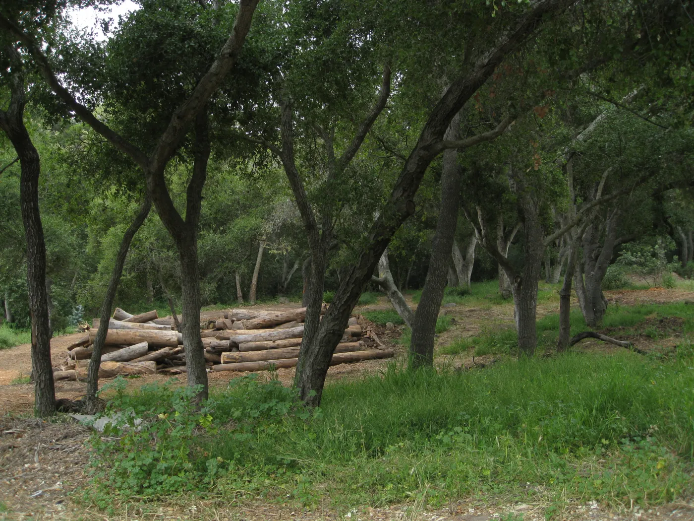 Van Schack property after Eucalyptus log removal