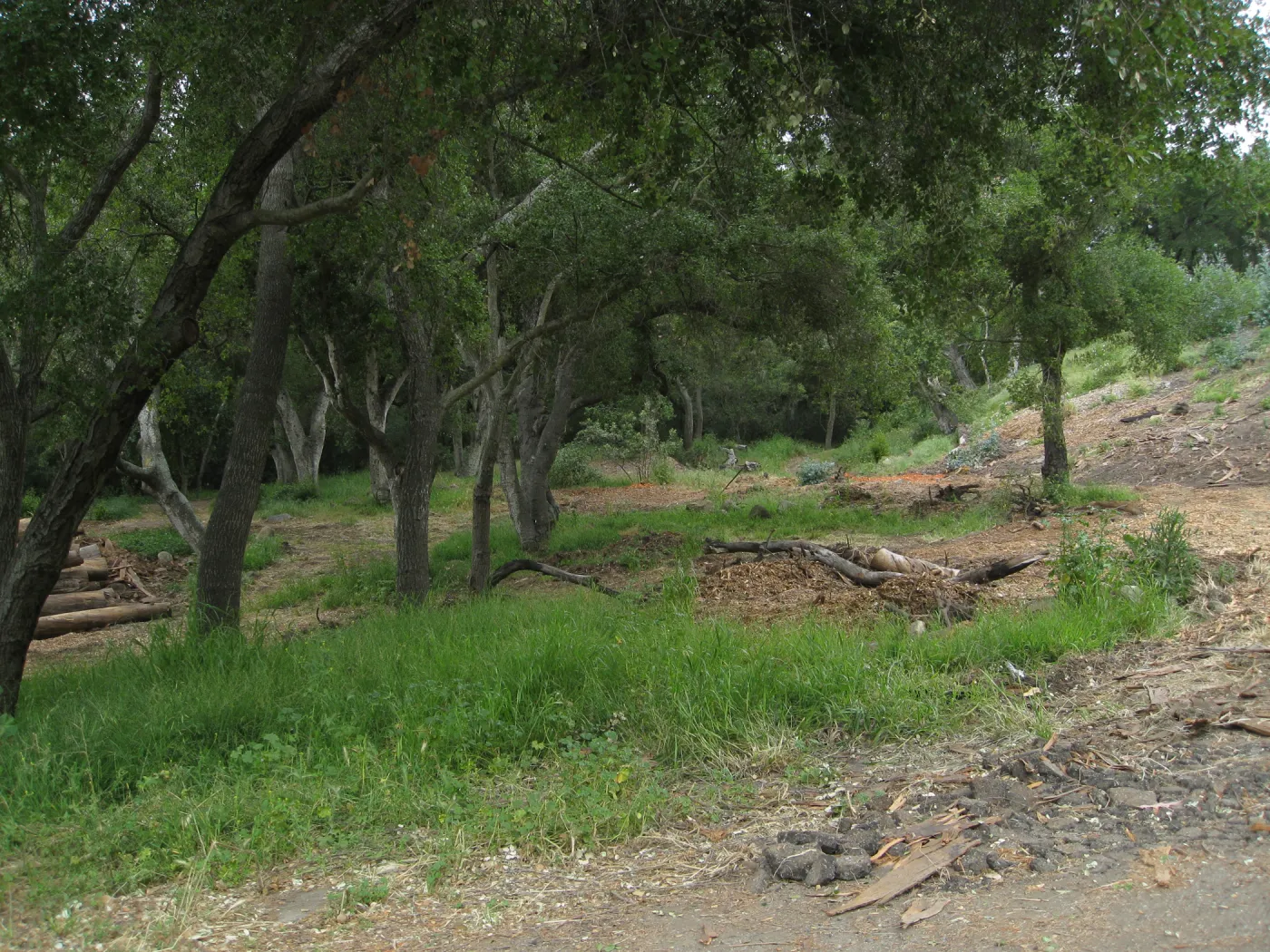 Van Schack property after Eucalyptus log removal