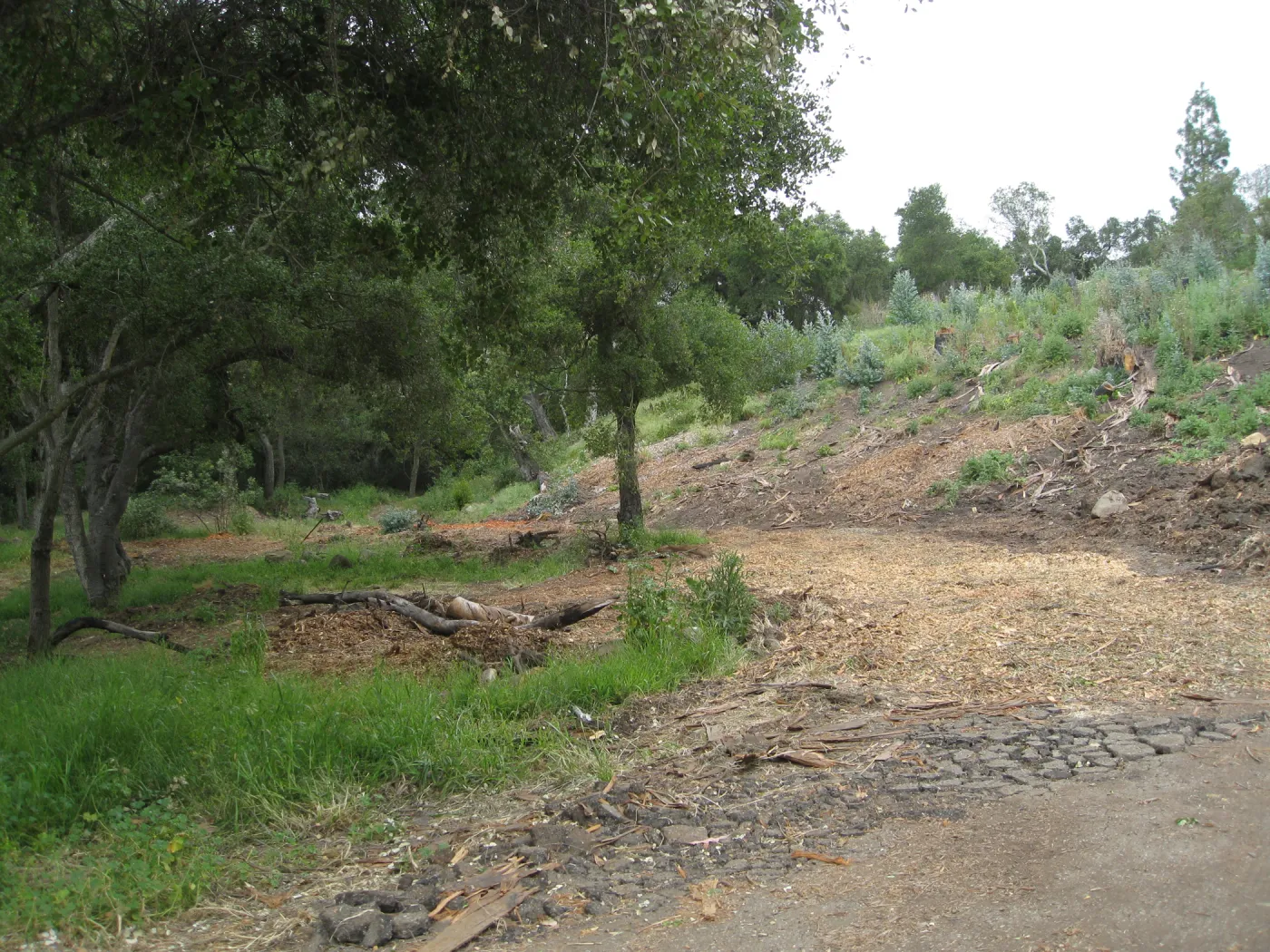 Van Schack property after Eucalyptus log removal