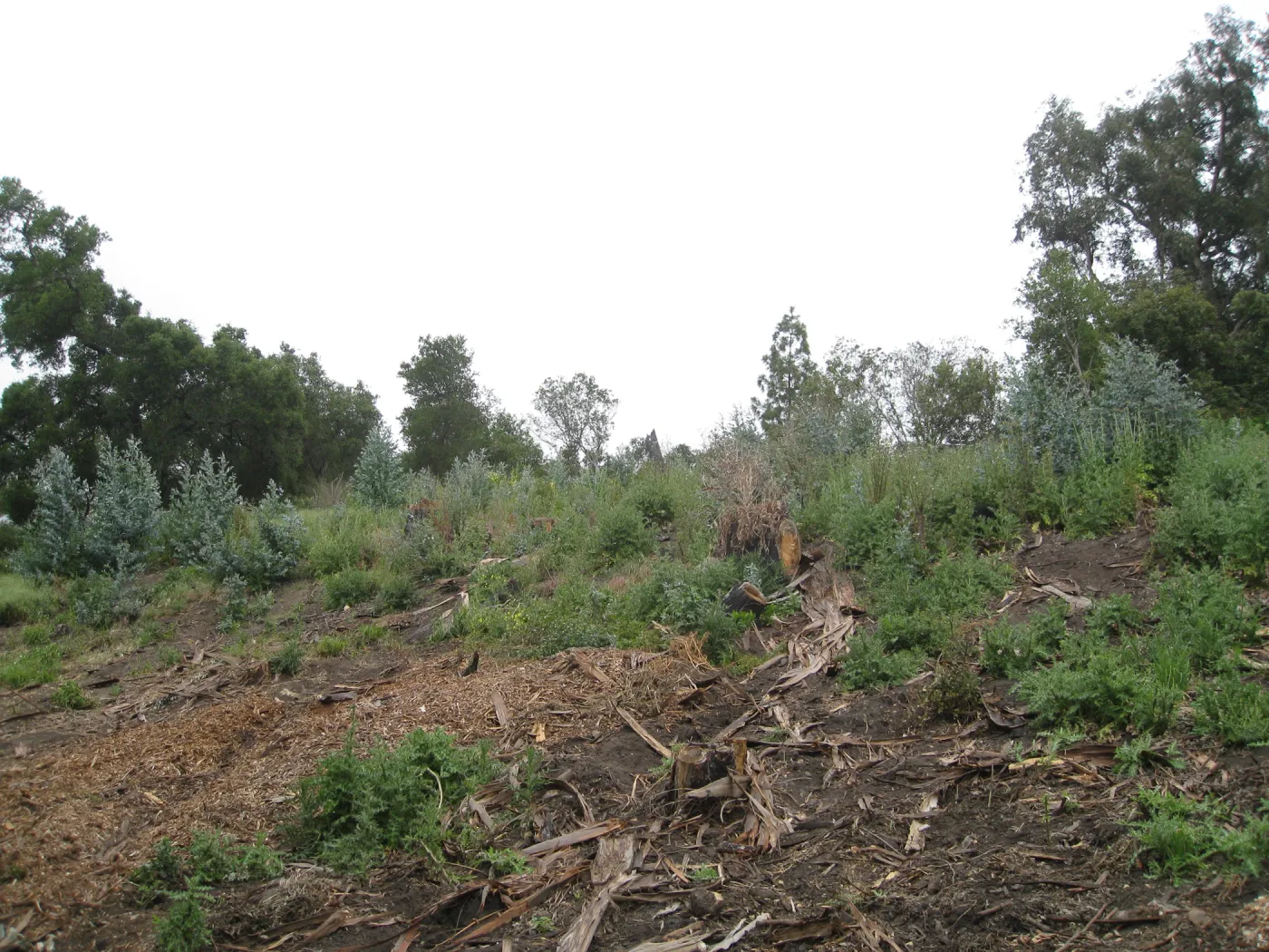 Van Schack property after Eucalyptus log removal