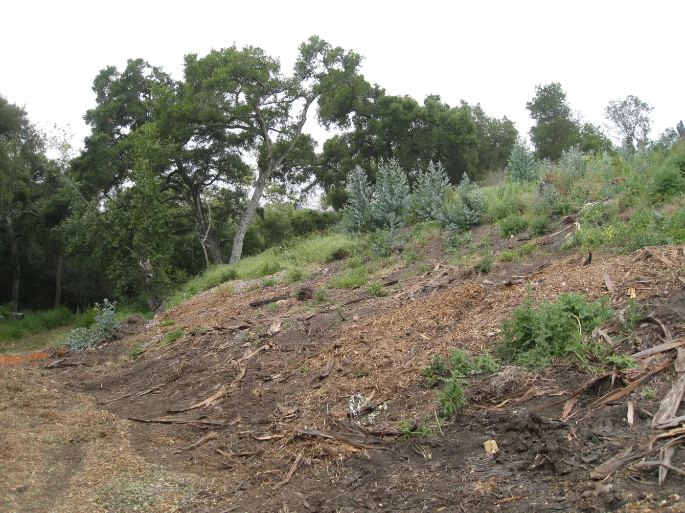 Van Schack property after Eucalyptus log removal