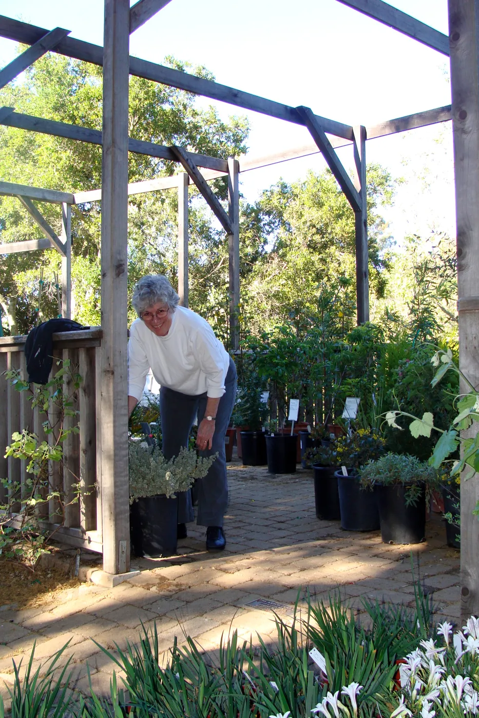 Ky Easton, SBBG Volunteer prepares for the Spring Plant Sale, 2011
