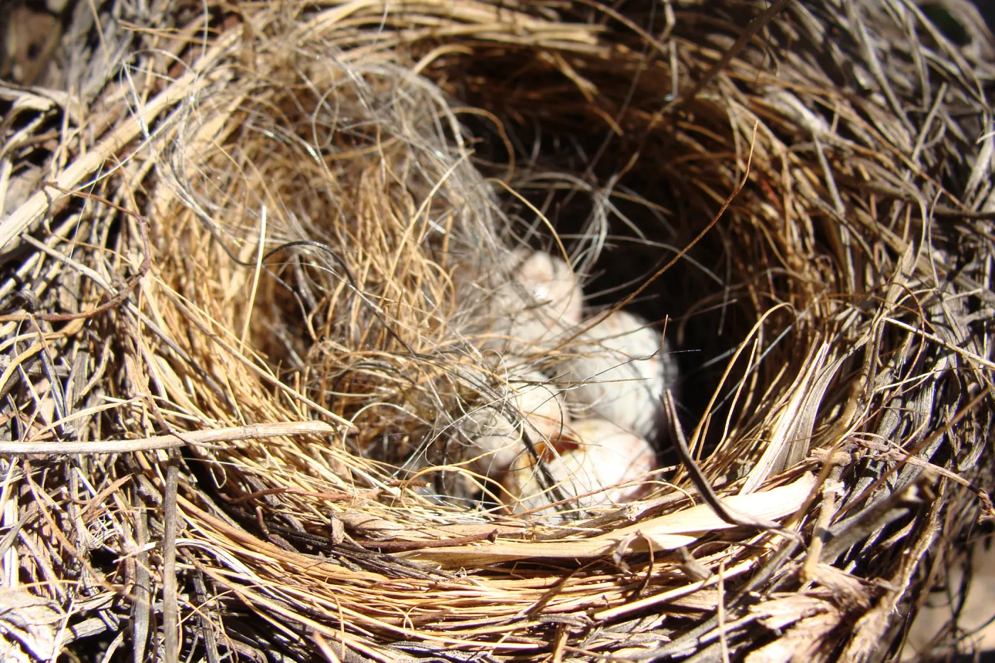 bird nest with eggs, SBBG, Spring Plant Sale 2011