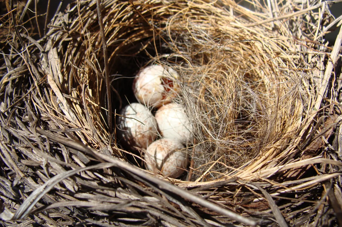 bird nest with eggs, SBBG, Spring Plant Sale 2011