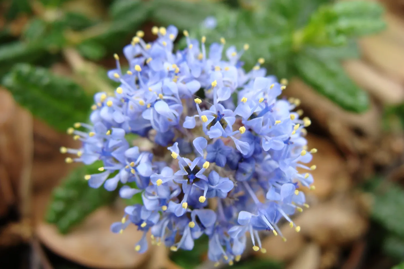 Ceanothus hearstiorum flowers, Conservation Display Garden, SBBG