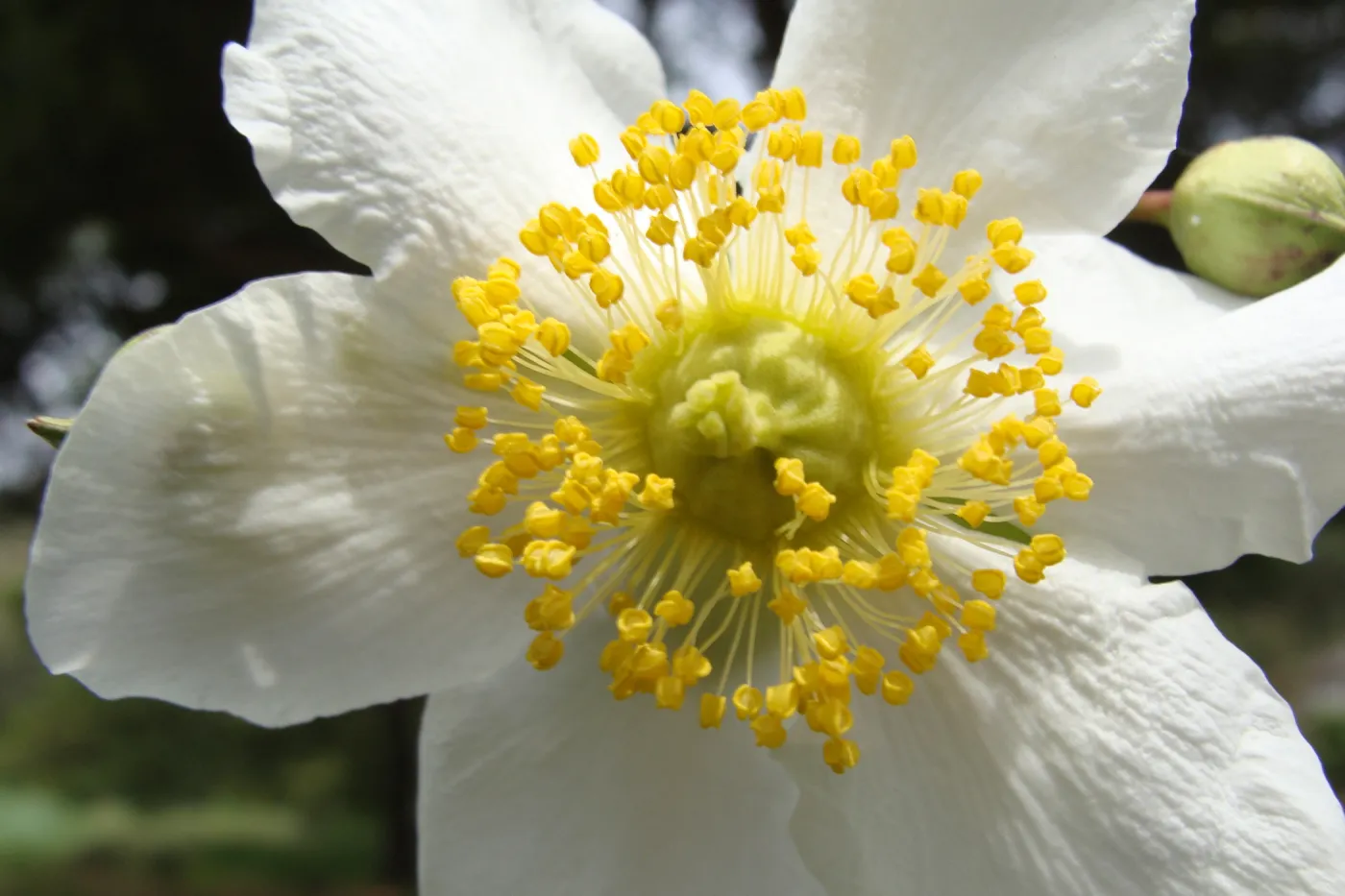 Carpenteria californica flower, Conservation Display Garden, SBBG