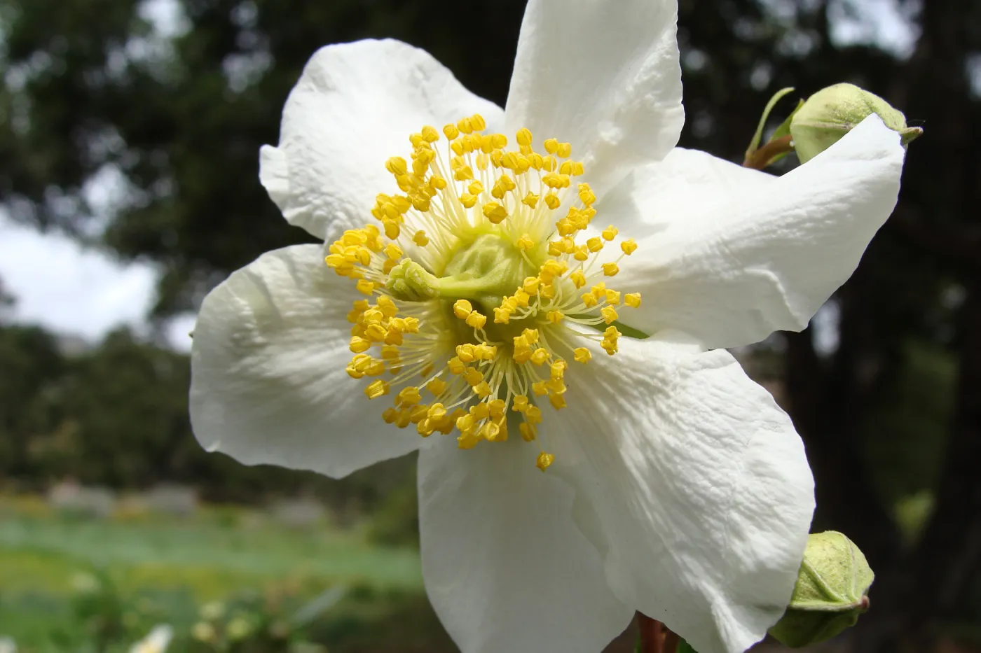 Carpenteria californica flower, Conservation Display Garden, SBBG