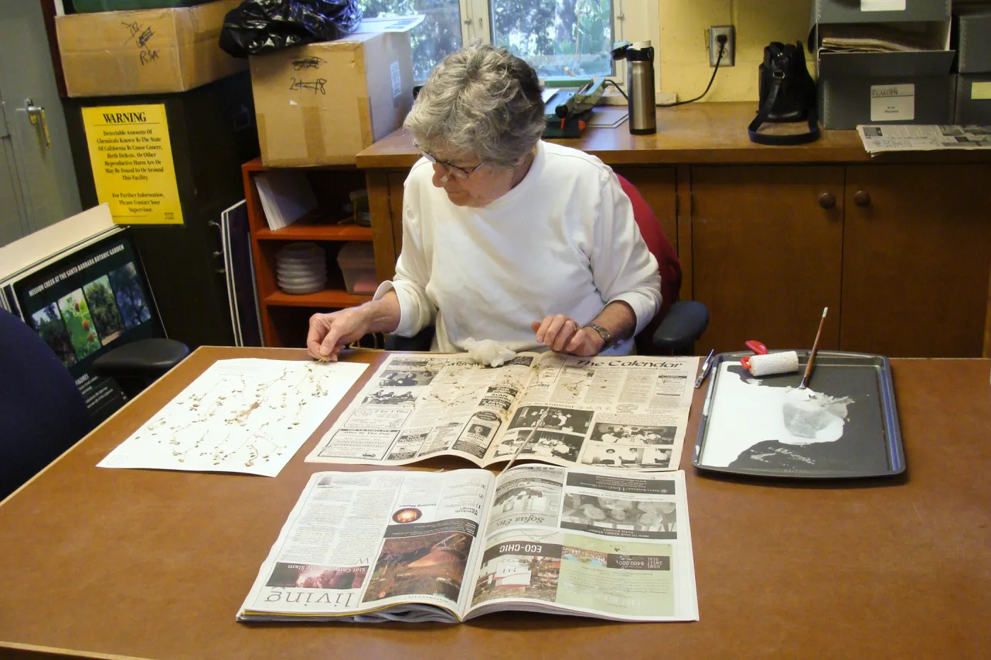 Ky Easton, SBBG Hernarium volunteer, mounting herbarium specimens, 2011