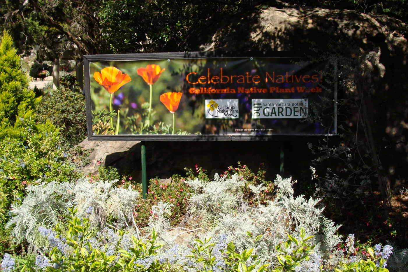 'Celebrate Natives, California Native Plant Week', 2011, banner at Garden Entrance boulders